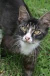 <img100*0:stuff/z/73640/cats%2520reference.6/i1279300982_1.jpg>