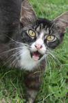 <img100*0:stuff/z/73640/cats%2520reference.6/i1279300983_2.jpg>