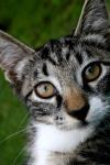 <img100*0:stuff/z/73640/cats%2520reference.6/i1279300983_3.jpg>