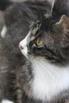 <img100*0:stuff/z/73640/cats%2520reference.6/i1279300984_4.jpg>