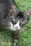 <img100*0:stuff/z/73640/cats%2520reference.6/i1279300984_5.jpg>