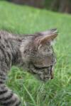 <img100*0:stuff/z/73640/cats%2520reference.6/i1279300985_6.jpg>