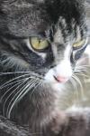<img100*0:stuff/z/73640/cats%2520reference.6/i1279300986_7.jpg>