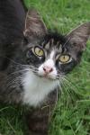 <img100*0:stuff/z/73640/cats%2520reference.6/i1279300987_8.jpg>