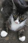 <img100*0:stuff/z/73640/cats%2520reference.6/i1279300988_9.jpg>