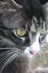 <img100*0:stuff/z/73640/cats%2520reference.6/i1279300989_10.jpg>