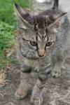 <img100*0:stuff/z/73640/cats%2520reference.6/i1279300989_11.jpg>