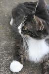 <img100*0:stuff/z/73640/cats%2520reference.6/i1279300990_12.jpg>