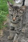 <img100*0:stuff/z/73640/cats%2520reference.6/i1279300991_13.jpg>