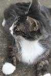 <img100*0:stuff/z/73640/cats%2520reference.6/i1279300991_14.jpg>