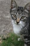 <img100*0:stuff/z/73640/cats%2520reference.6/i1279300992_15.jpg>