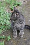 <img100*0:stuff/z/73640/cats%2520reference.6/i1279300993_16.jpg>