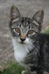 <img100*0:stuff/z/73640/cats%2520reference.6/i1279300994_17.jpg>