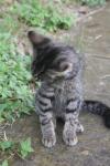 <img100*0:stuff/z/73640/cats%2520reference.6/i1279300995_18.jpg>