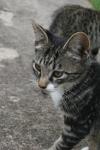 <img100*0:stuff/z/73640/cats%2520reference.6/i1279300996_19.jpg>
