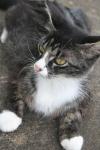 <img100*0:stuff/z/73640/cats%2520reference.6/i1279300996_20.jpg>