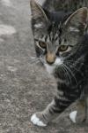 <img100*0:stuff/z/73640/cats%2520reference.6/i1279300997_21.jpg>