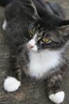 <img100*0:stuff/z/73640/cats%2520reference.6/i1279300998_22.jpg>