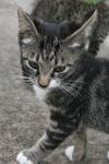 <img100*0:stuff/z/73640/cats%2520reference.6/i1279300998_23.jpg>