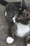 <img100*0:stuff/z/73640/cats%2520reference.6/i1279300999_24.jpg>