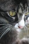 <img100*0:stuff/z/73640/cats%2520reference.6/i1279302072_1.jpg>