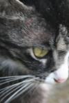 <img100*0:stuff/z/73640/cats%2520reference.6/i1279302073_2.jpg>