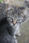 <img100*0:stuff/z/73640/cats%2520reference.6/i1279302074_3.jpg>