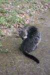 <img100*0:stuff/z/73640/cats%2520reference.6/i1279302074_4.jpg>