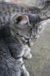 <img100*0:stuff/z/73640/cats%2520reference.6/i1279302075_5.jpg>