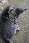 <img100*0:stuff/z/73640/cats%2520reference.6/i1279302075_6.jpg>