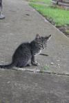 <img100*0:stuff/z/73640/cats%2520reference.6/i1279302076_7.jpg>