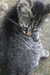<img100*0:stuff/z/73640/cats%2520reference.6/i1279302077_8.jpg>