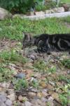 <img100*0:stuff/z/73640/cats%2520reference.6/i1279302078_9.jpg>