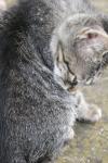<img100*0:stuff/z/73640/cats%2520reference.6/i1279302079_10.jpg>
