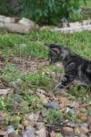 <img100*0:stuff/z/73640/cats%2520reference.6/i1279302079_11.jpg>