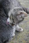 <img100*0:stuff/z/73640/cats%2520reference.6/i1279302080_12.jpg>