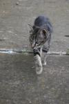 <img100*0:stuff/z/73640/cats%2520reference.6/i1279302081_13.jpg>