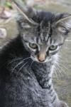 <img100*0:stuff/z/73640/cats%2520reference.6/i1279302082_14.jpg>