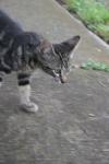 <img100*0:stuff/z/73640/cats%2520reference.6/i1279302083_15.jpg>