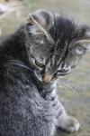 <img100*0:stuff/z/73640/cats%2520reference.6/i1279302083_16.jpg>