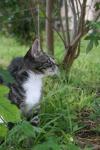 <img100*0:stuff/z/73640/cats%2520reference.6/i1279302084_17.jpg>