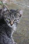 <img100*0:stuff/z/73640/cats%2520reference.6/i1279302085_18.jpg>
