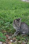<img100*0:stuff/z/73640/cats%2520reference.6/i1279302086_19.jpg>