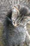 <img100*0:stuff/z/73640/cats%2520reference.6/i1279302086_20.jpg>