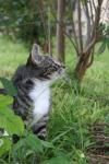 <img100*0:stuff/z/73640/cats%2520reference.6/i1279302087_21.jpg>