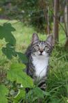 <img100*0:stuff/z/73640/cats%2520reference.6/i1279305566_1.jpg>