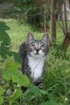 <img100*0:stuff/z/73640/cats%2520reference.6/i1279305567_2.jpg>