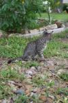 <img100*0:stuff/z/73640/cats%2520reference.6/i1279305568_3.jpg>