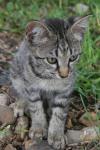 <img100*0:stuff/z/73640/cats%2520reference.6/i1279305568_4.jpg>