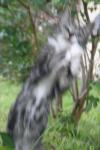 <img100*0:stuff/z/73640/cats%2520reference.6/i1279305569_5.jpg>
